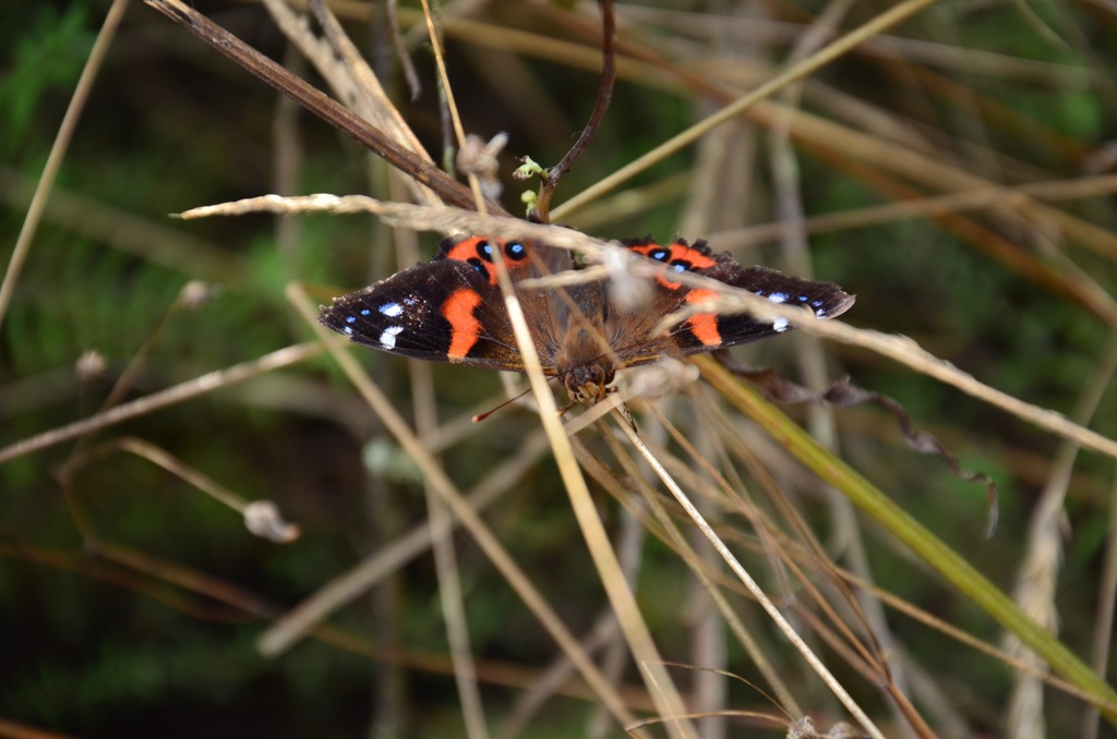 2017-03 New Zealand/Waiotapu/DSC_0266.JPG